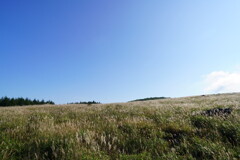 霧ヶ峰のススキ(デジタル)