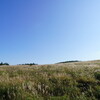 霧ヶ峰のススキ(デジタル)