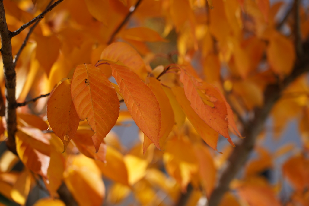 ２年前の紅葉②