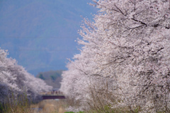 信州の桜 No.1