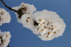 雪にくるまれて