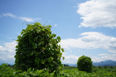 この木なんの木気になる木