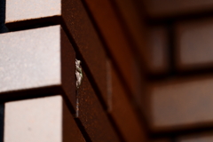 フロッグラフィー　〜免許皆伝の巻〜