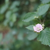 花より果実