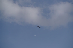 「鳥だ！」「いや飛行機だ！」「彼は？」「いないねぇ〜。」