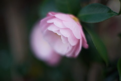 MC/MD開放描写比較　NEW MD 50mm F1.4