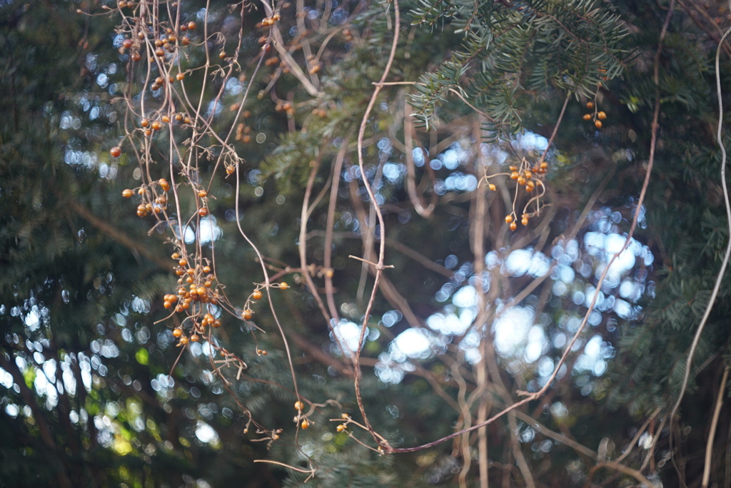 オールドレンズ遊び No.15-3