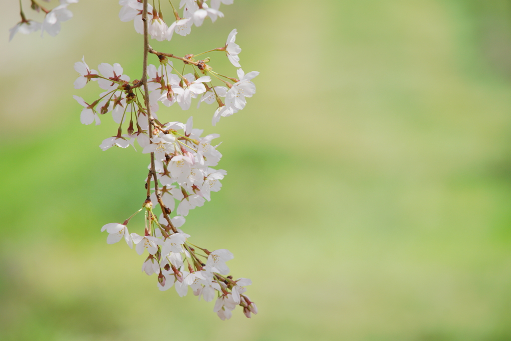 信州の桜 No.13