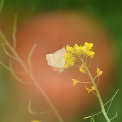 「ぽ。」