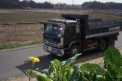 菜の花を君に。