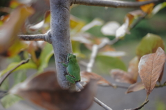 フロッグラフィー　〜タエルカエル〜