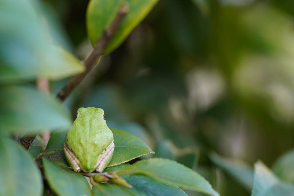 フロッグラフィー　〜良いお年を！〜