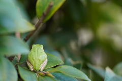 フロッグラフィー　〜良いお年を！〜