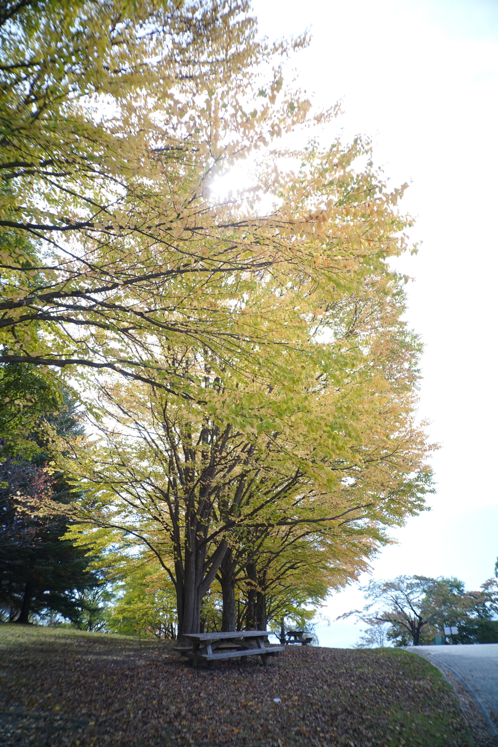 紅葉がもったいない