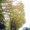 紅葉がもったいない