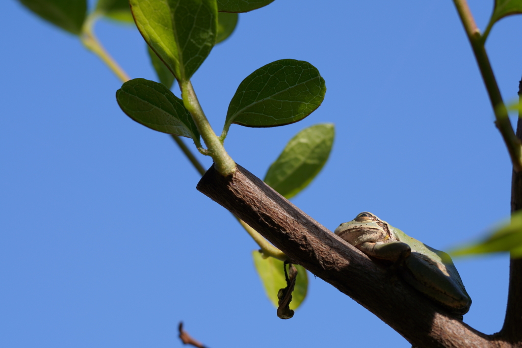 フロッグラフィー　〜天高く蛙肥ゆる秋〜