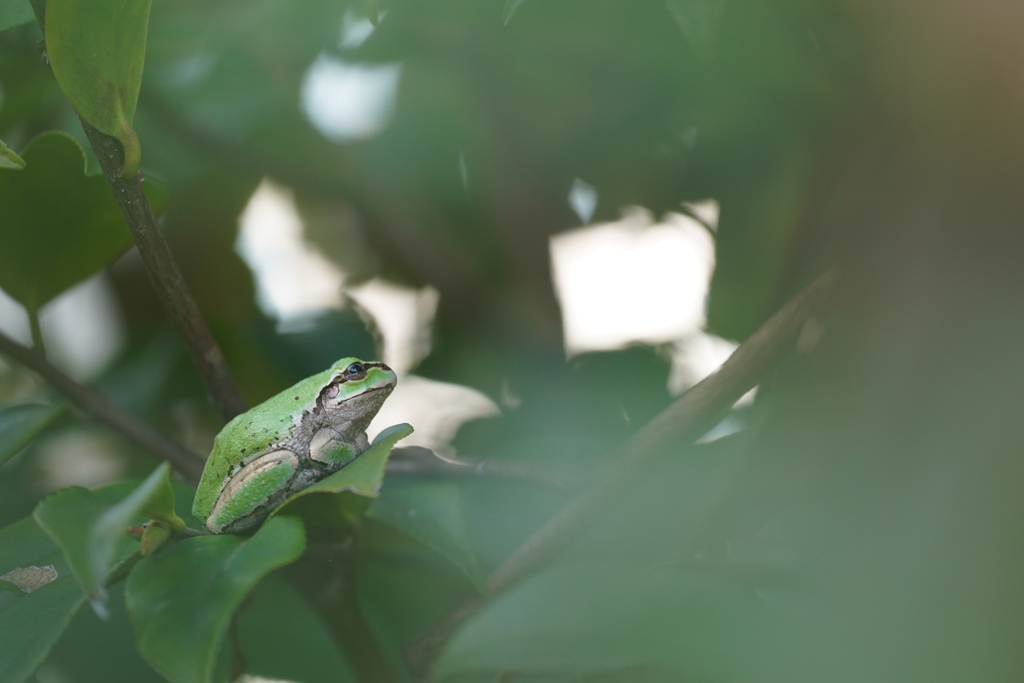フロッグラフィー　〜コエルカエル〜