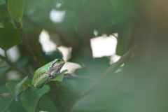 フロッグラフィー　〜コエルカエル〜