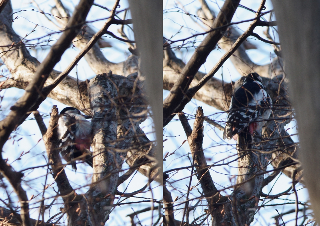 与作？いいえキツツキです(同定用)