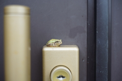 フロッグラフィー