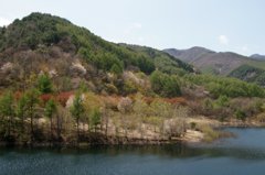 ダム湖の春