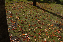 落ち葉たちのパレット 落ち葉たちのパレット