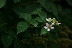 何て花シリーズ