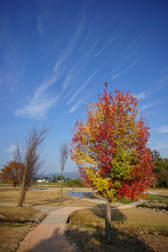 10年前の紅葉④