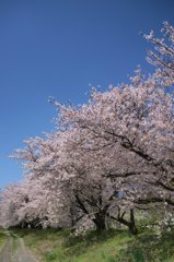 安曇野の春