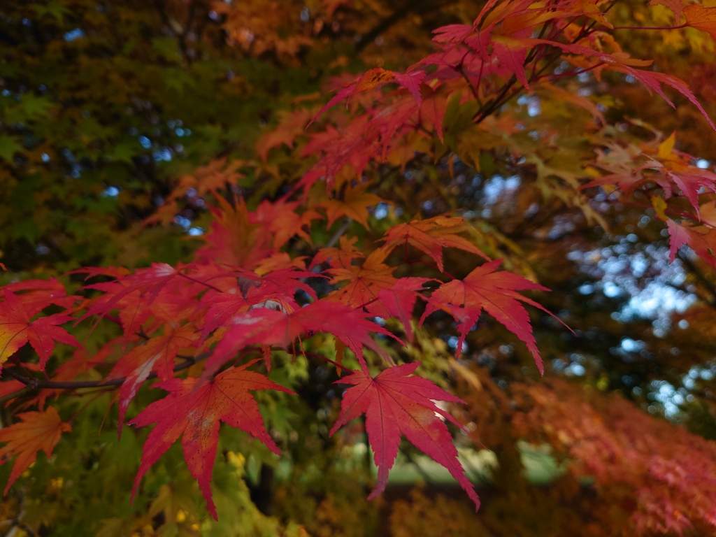 ３年前の紅葉①