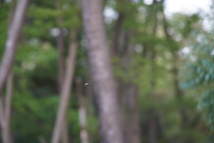 ひらり