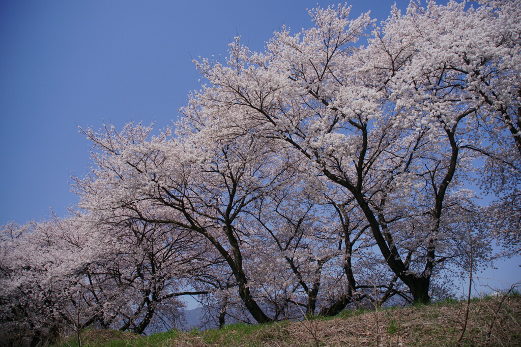 信州の桜 No.6