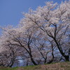 信州の桜 No.6