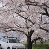 信州の桜 No.9
