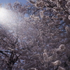 信州の桜 No.21