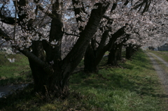 OLD LENSと安曇野の桜　No.2