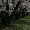 OLD LENSと安曇野の桜　No.2