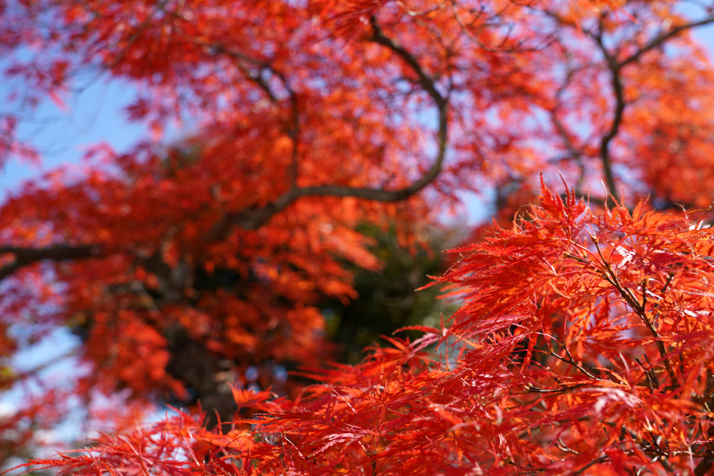 ２年前の紅葉①