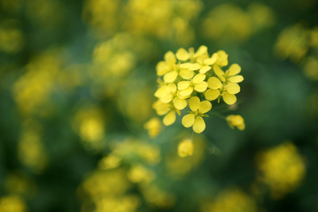 菜の花