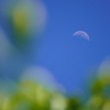 月と桜若葉