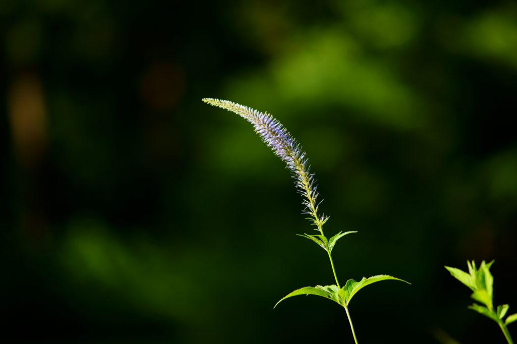 花と葉の形で見分けられます
