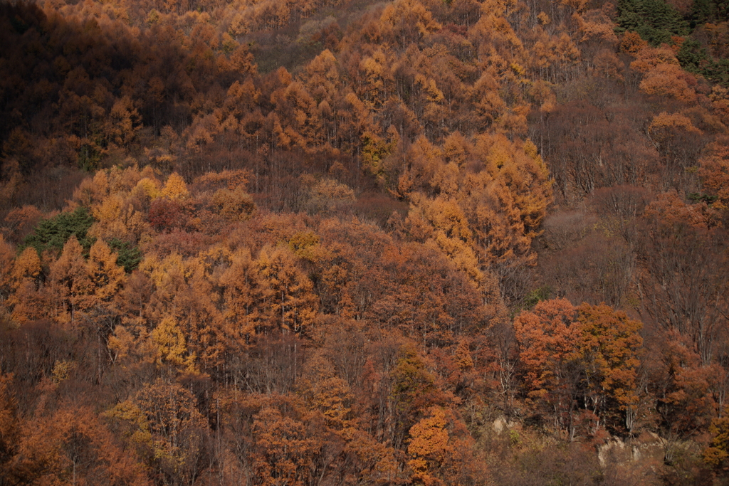 11年前の紅葉①