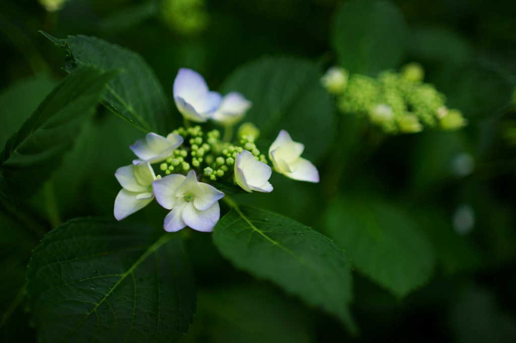 紫陽花日和