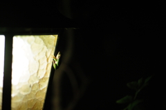 フロッグラフィー　ディナー会場