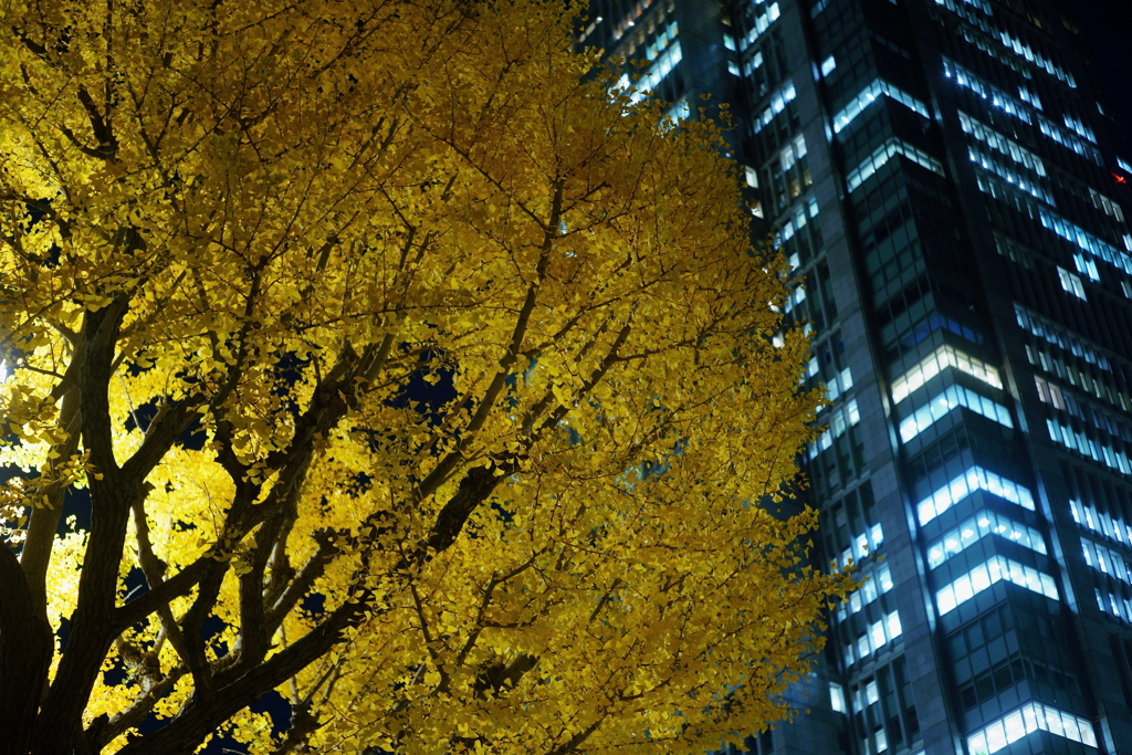 都会の黄葉