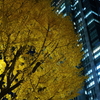 都会の黄葉