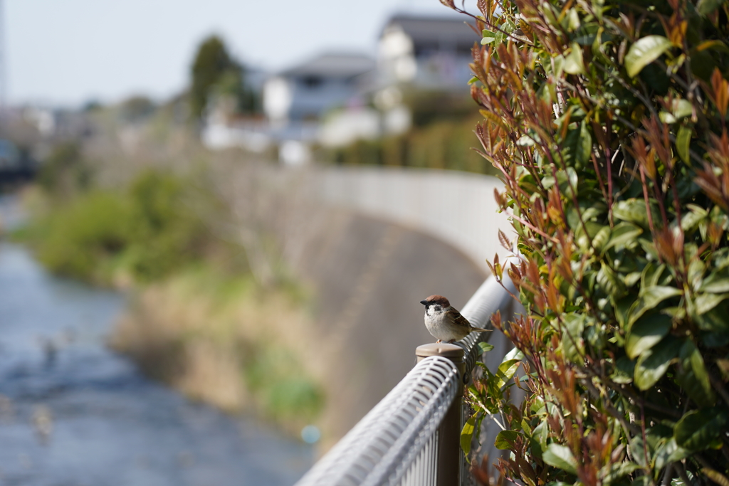 境川のスズメ