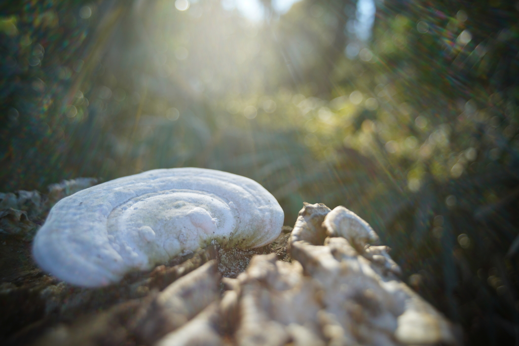 陽射しのシャワー