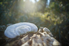 陽射しのシャワー