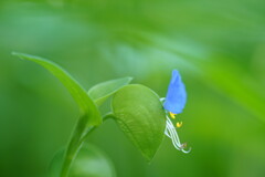 定番